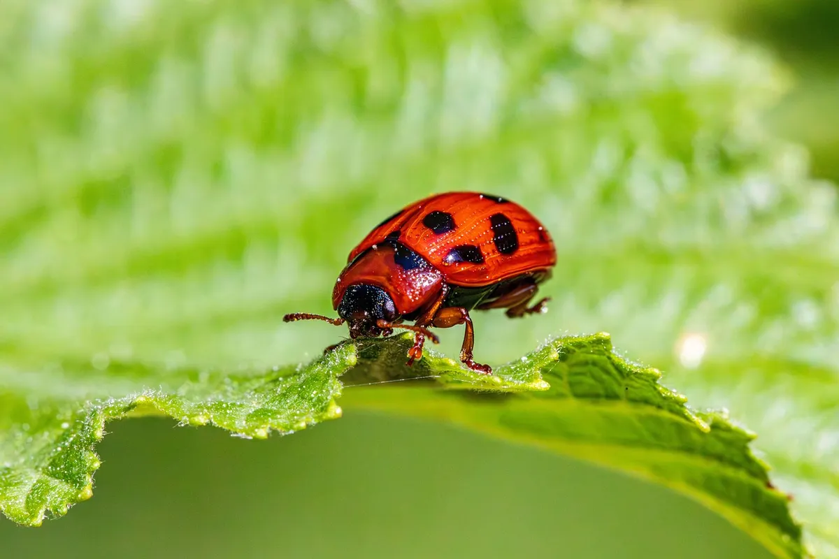 昆虫、農業害蟲、甲蟲種類、甲蟲、多樣性、保護生物学、生態角色、gonioctena viminalis、棲息地偏好、昆虫行為