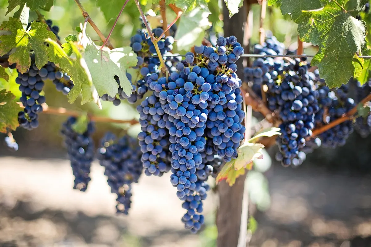 grapes, vines, grapevine, vineyard, fruits, organic, produce, harvest, viticulture, winegrowing, rebstock, cultivation, farming, agriculture, nature, napa valle