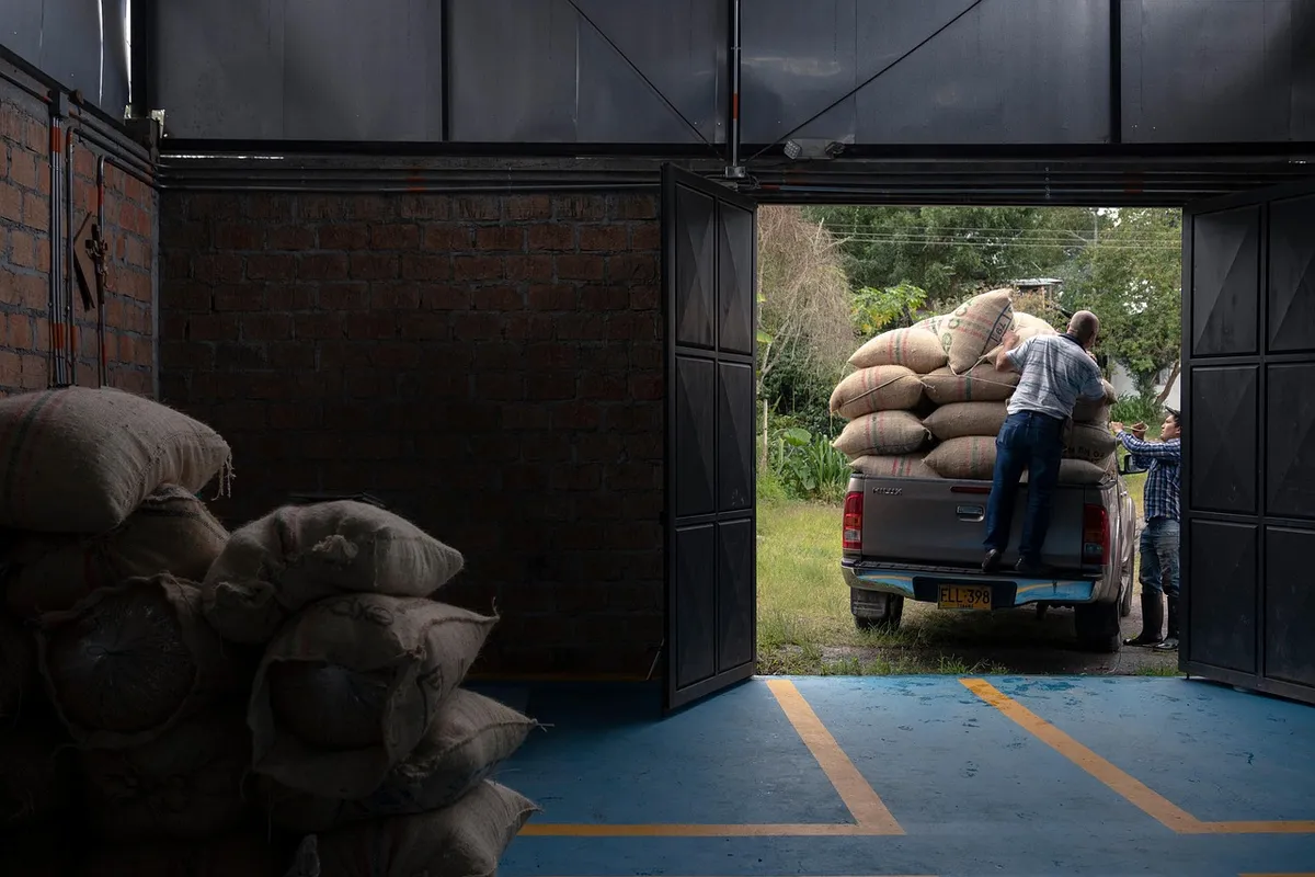 farming, colombian coffee, colombia, harvest, huila, pitalito, agriculture, coffee farming, farming, colombia, colombia, colombia, colombia, colombia