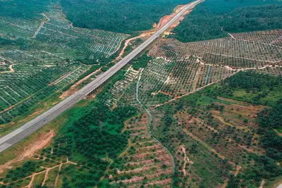 Agrarsubvention Waldzerstörung: Wie Gelder die Natur bedroht