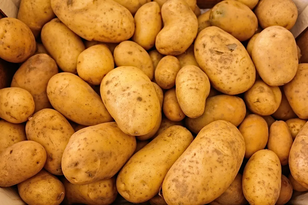 potatoes, vegetables, food, raw, healthy, nutrition, nutritious, organic, harvest, produce, close up, food photography, potatoes, potatoes, potatoes, potatoes,