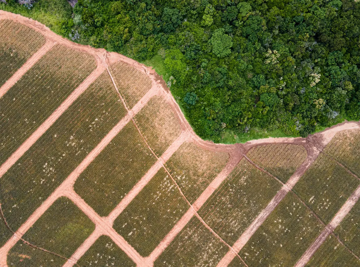 High-angle shot of agricultural fields meeting dense green forest, showcasing nature's contrast.
