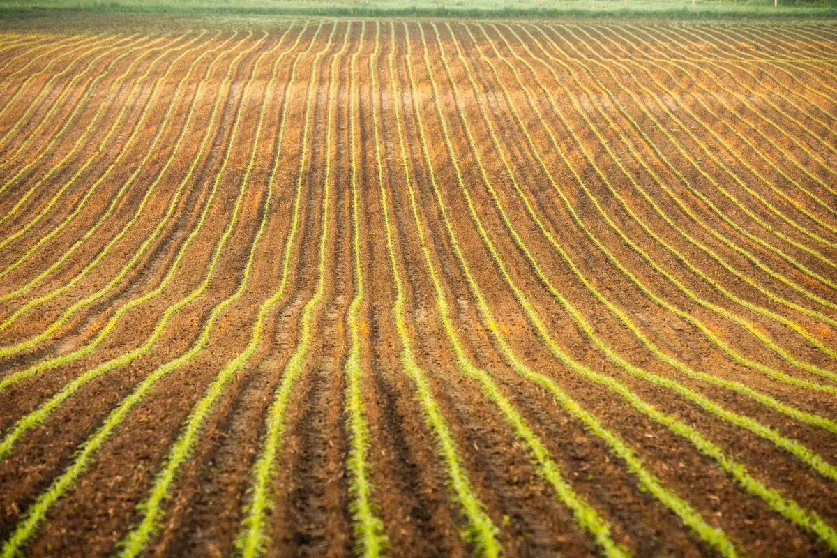 Rows of young crops stretch across a vast field in Weaver, MN, highlighting rural agriculture.