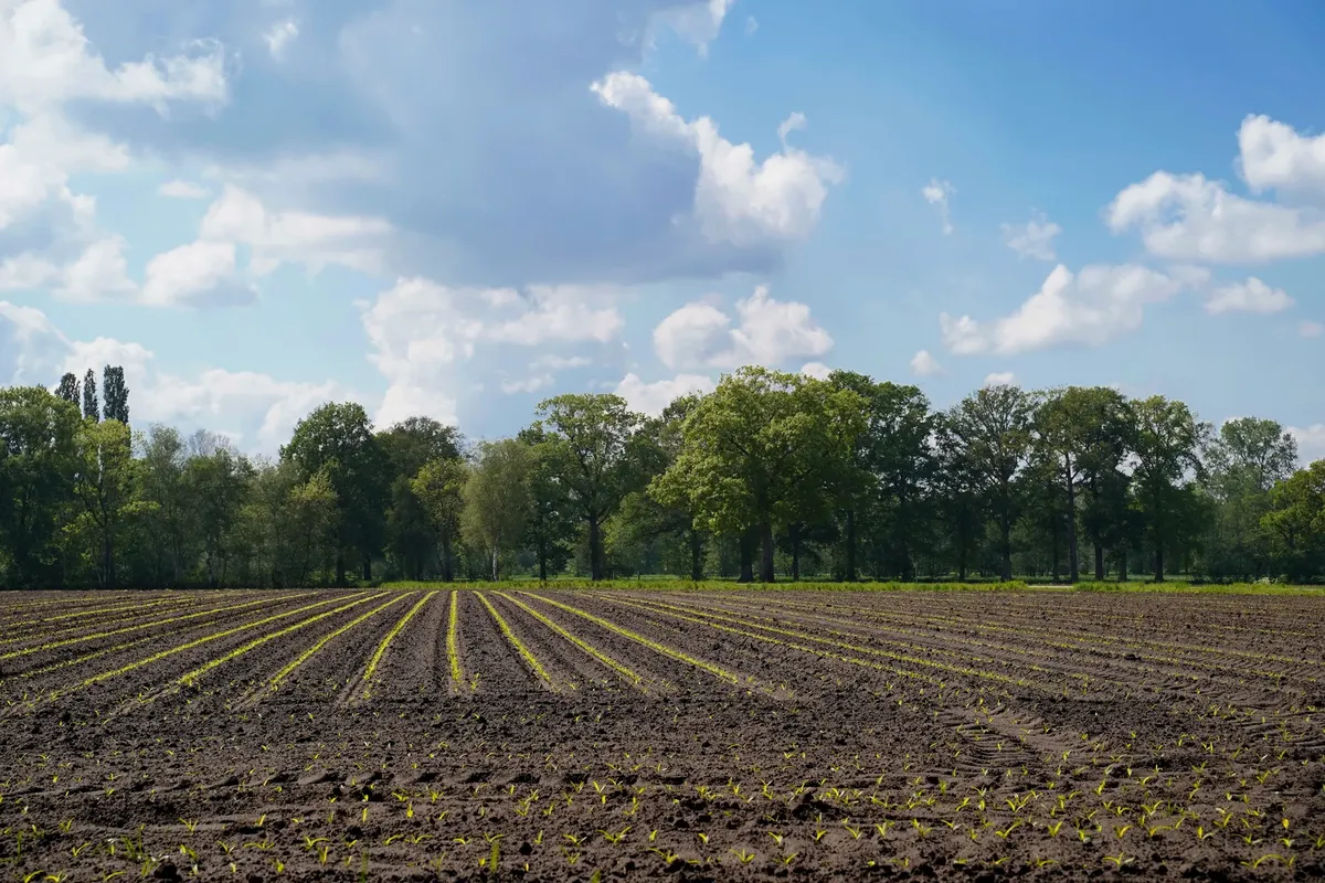 A vast rural field with newly planted crops and a backdrop of lush trees beneath a bright blue sky.