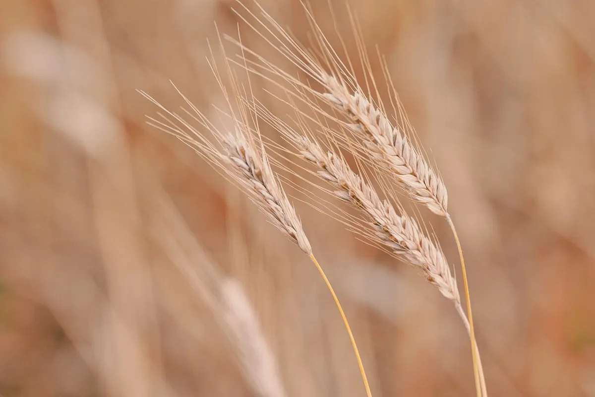 wheat, crop, field, grain, plant, agriculture, rural, countryside, landscape, nature, ähre, food