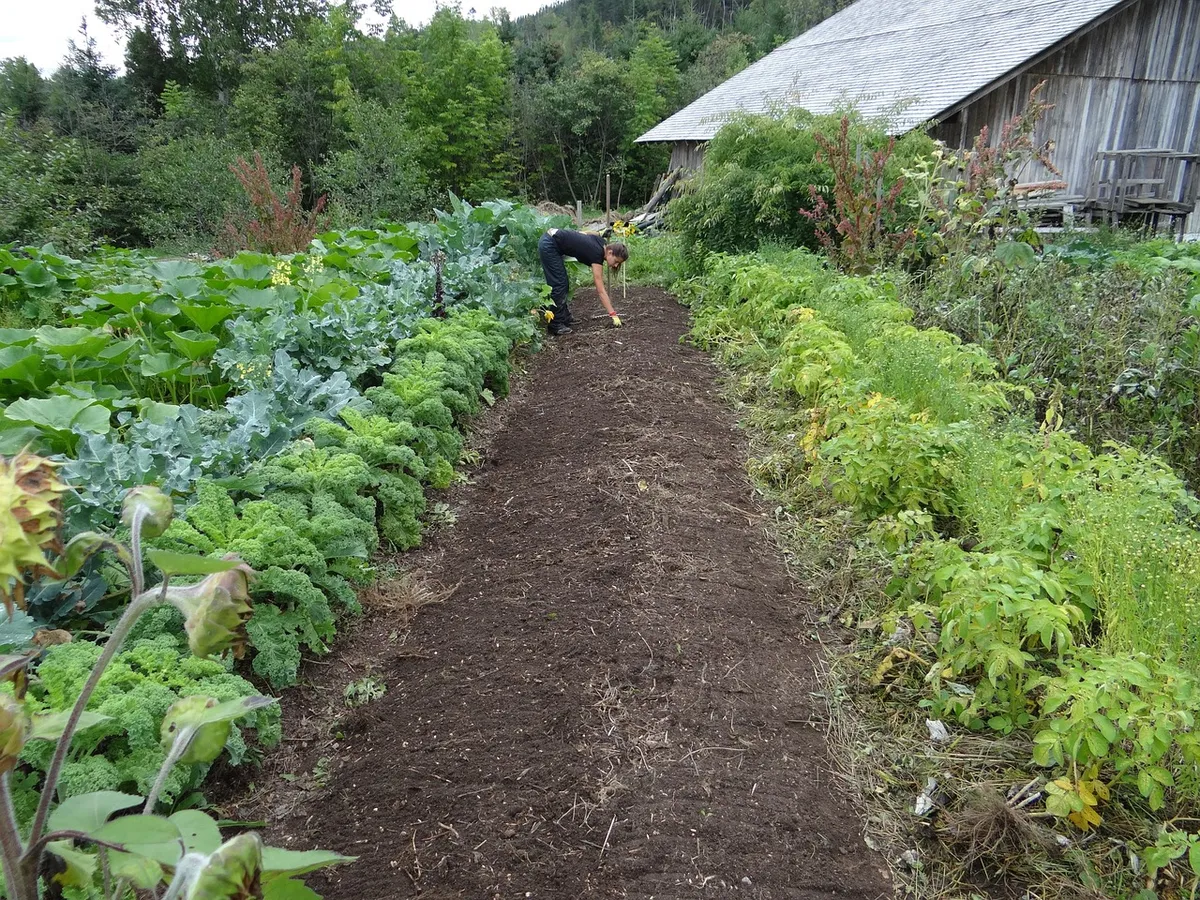 food, garden, power, nature, vegetable garden, gardening, collection, harvest, eco, organic, products, natural, in good health