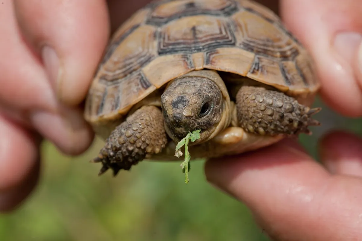 turtle, reptile, food, fauna, biodiversity, animal, nature
