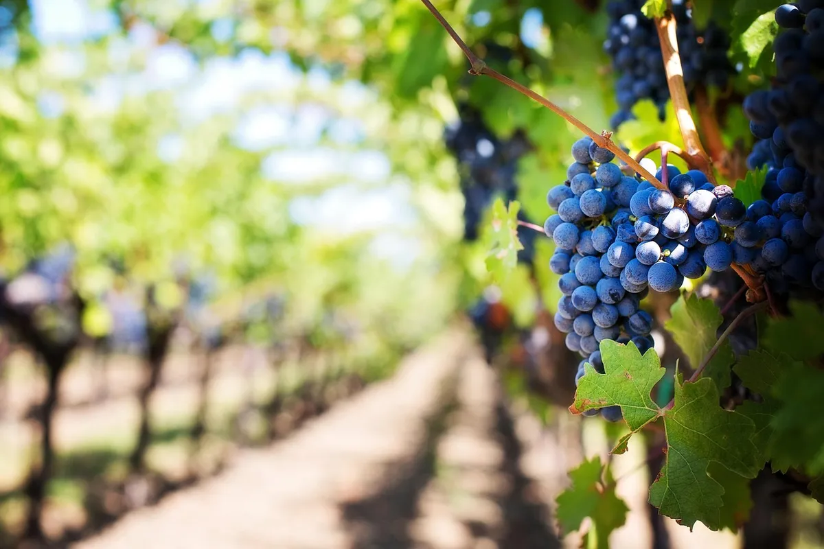 grapes, vines, grapevines, vineyard, fruits, organic, produce, harvest, viticulture, winegrowing, rebstock, cultivation, farming, agriculture, nature, napa vall
