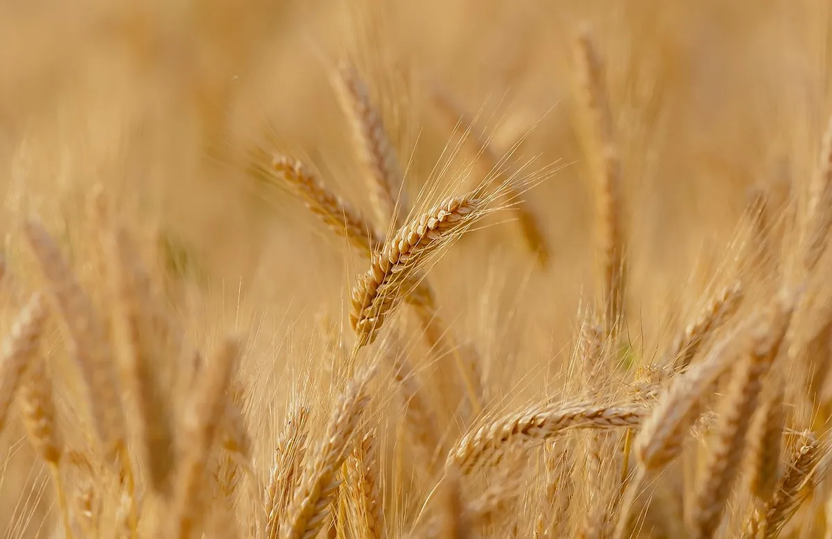 wheat, field, cereals, wheat field, barley, crops, wheat crops, arable land, agriculture, farm, farming, cultivation, nature, landscape, rural, countryside, whe