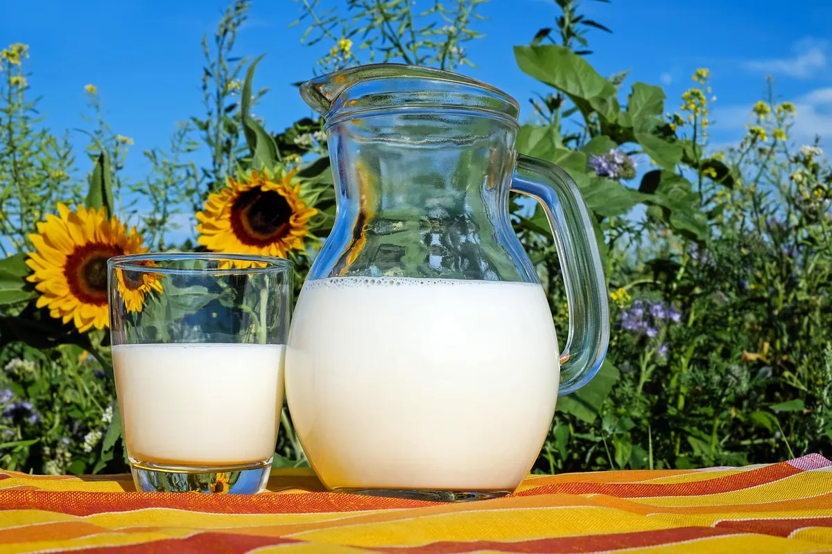 milk, glass, pitcher, fresh, fresh milk, drink, beverage, dairy, dairy products, glass pitcher, healthy, delicious, vitamins, liquid, cow's milk, protein, nutri