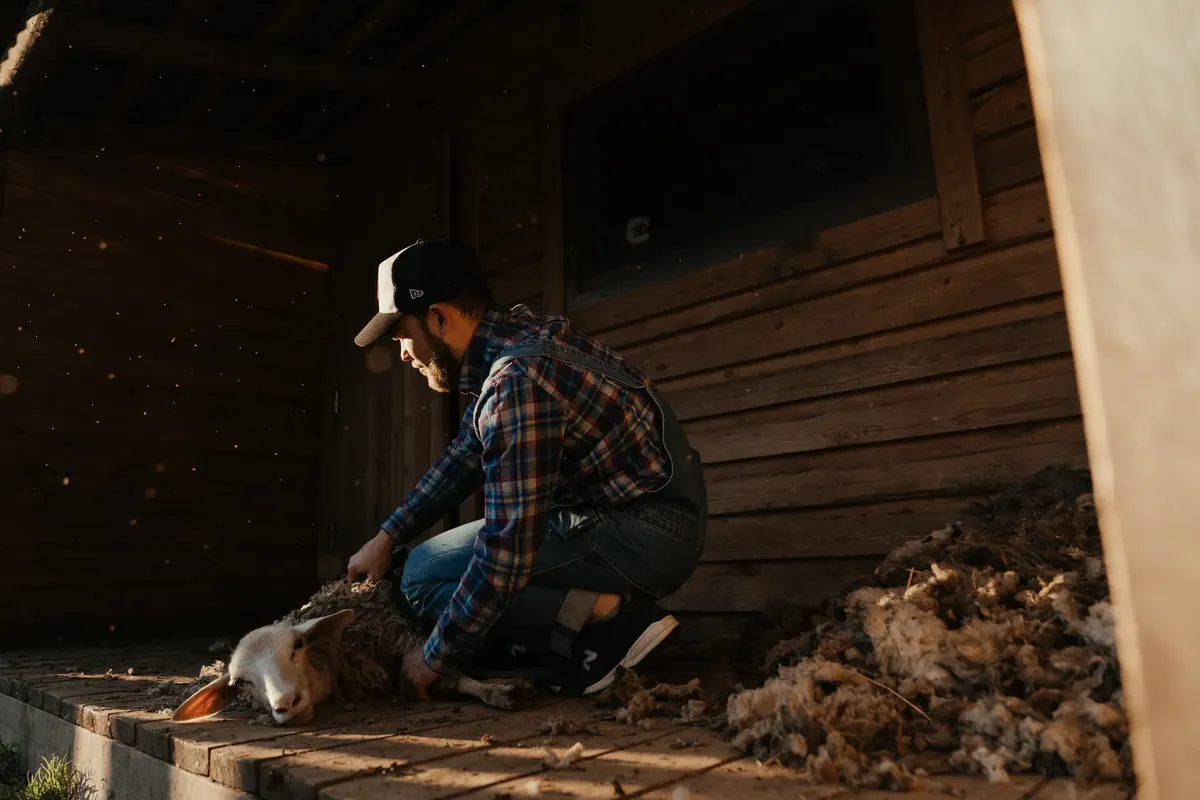 A farmer shearing a sheep in a rustic barnyard, showcasing rural life and farming traditions.
