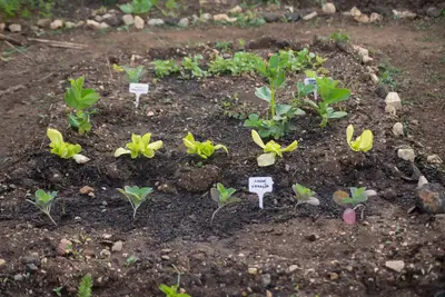 Quali sono i processi per migliorare la fertilità suolo agricolo?