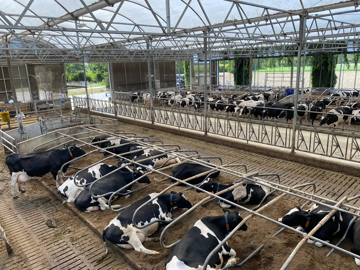 Image of Holstein cows resting in an indoor dairy facility with metal structures.