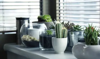 Choix plantes potager intérieur : guide pour optimiser croissance