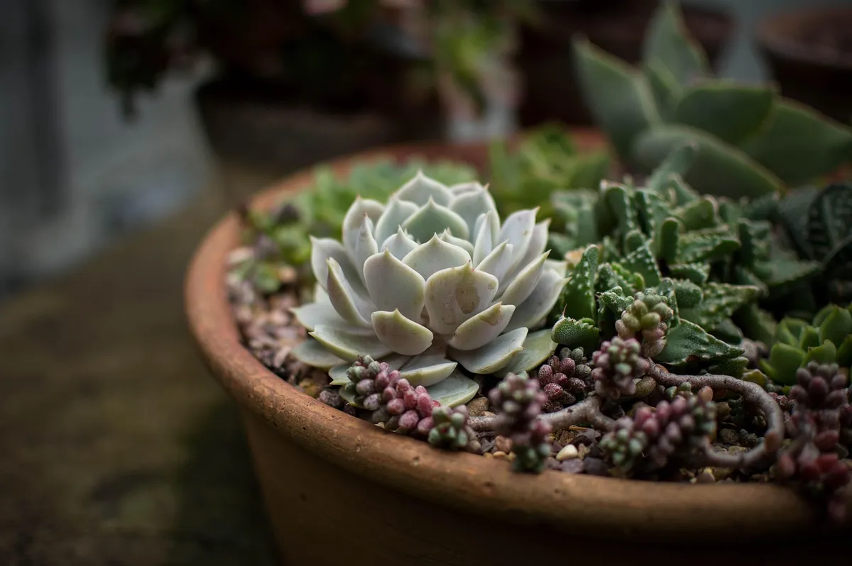 cacti, flora, flowers, pot, potted plants, succulent, houseleeks, flower background, clay pot, garden, flower wallpaper, gardening, botany, beautiful flowers, n