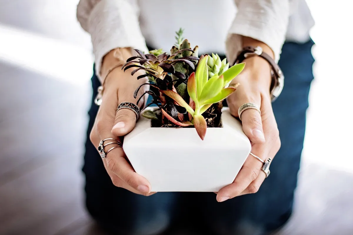 succulents, hands, pot, potted plants, indoor plants, offer, give, woman, female, holding, girl, natural, planting, growing, succulents, indoor plants, indoor p