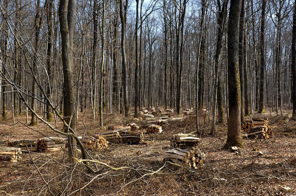renewable energy, wood, ecology, green energy, biomass, nature, energy bill, circular and sustainable economy, forest, trees, drink, circular economy and sustai