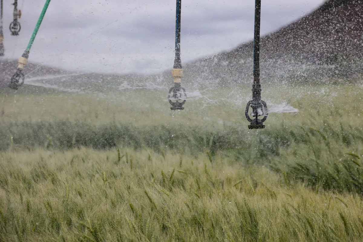 Water sprinklers irrigating a lush green wheat field, showcasing modern farming techniques.