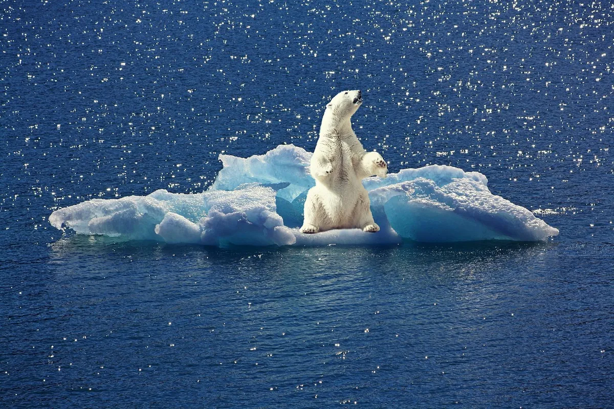 icebear, iceberg, ice floe, north pole, climate change, animal, bear, climate, climate warming, climate protection, predator, water, ice cream, sea, composing,