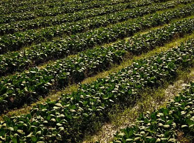 Global farm subsidy analysis: Impact on developing nations