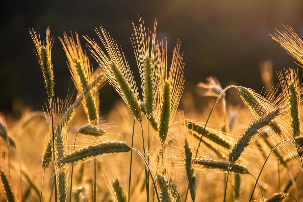 rye, spike, grains, food, field, arable land, harvest, grain, agriculture, cultivation, nature, lighting mood, sunset, harvest, harvest, harvest, harvest, harve