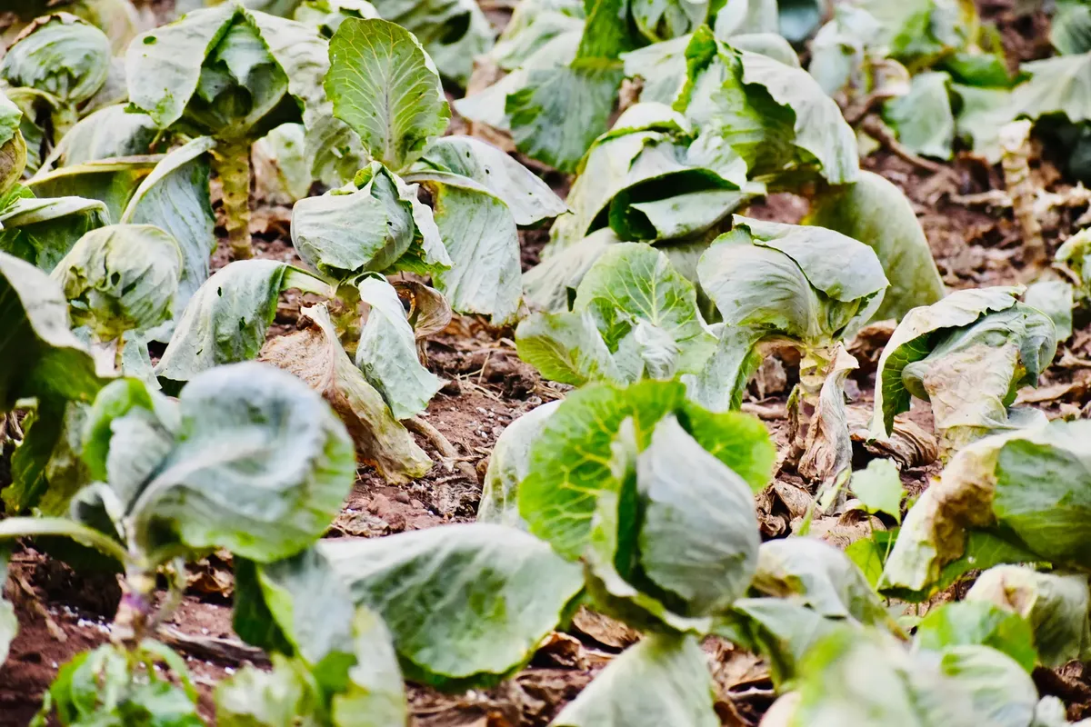 Close-up of lush green cabbage plants growing in an agricultural field.