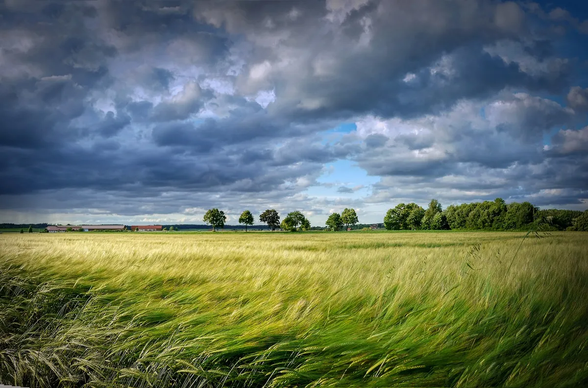 grain, cereals, field, trees, harvest, summer, wheat field, landscape, plant, clouds, forward, wind, wind swath, nature, green, environment, wind, wind, wind, w