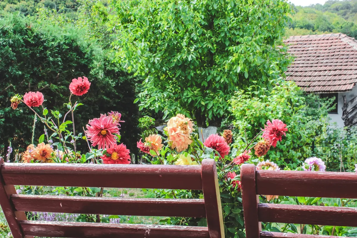 豊かな花が、トルコのキルクラレリの豊かな garden に置かれたrustic なベンチの周囲に咲き誇る。