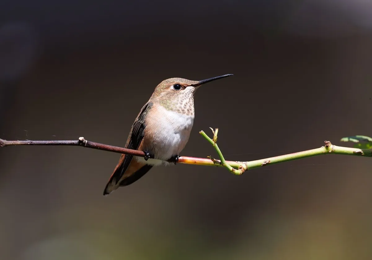 hummingbird、自然、鳥、野生、garden bird、nectar bird、色とりどりな鳥、小さな鳥、飛んでいる鳥、自然写真、後園の鳥、赤いhummingbird、pol