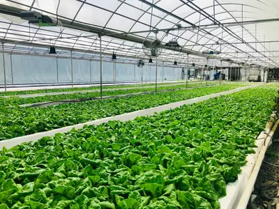 Erntepflege hydroponik: Tipps zur Nacherntepflege hydroponik