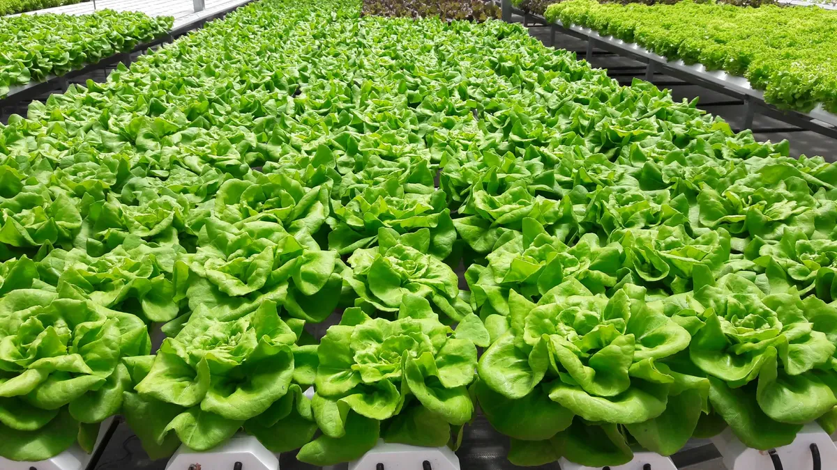 在越南達叻市一間繁茂的室內農場中，生長著豐盛的水培生菜。