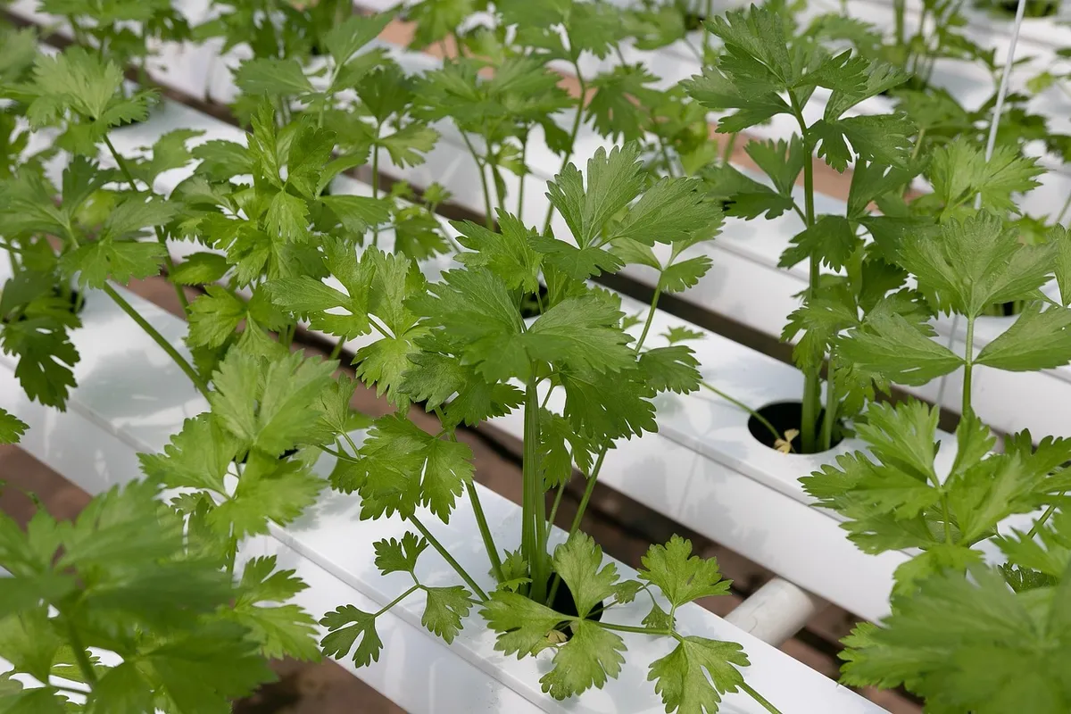coriander, hydroponic vegetables, hydroponics, vegetable, green, coriander, coriander, coriander, coriander, hydroponics, hydroponics, hydroponics, hydroponics,