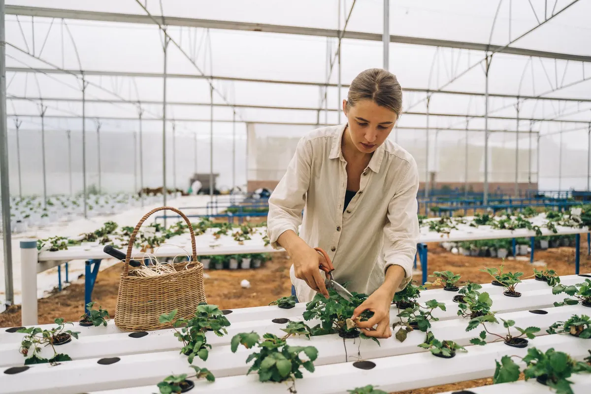 A woman harvesting plants in a modern greenhouse with hydroponic systems.