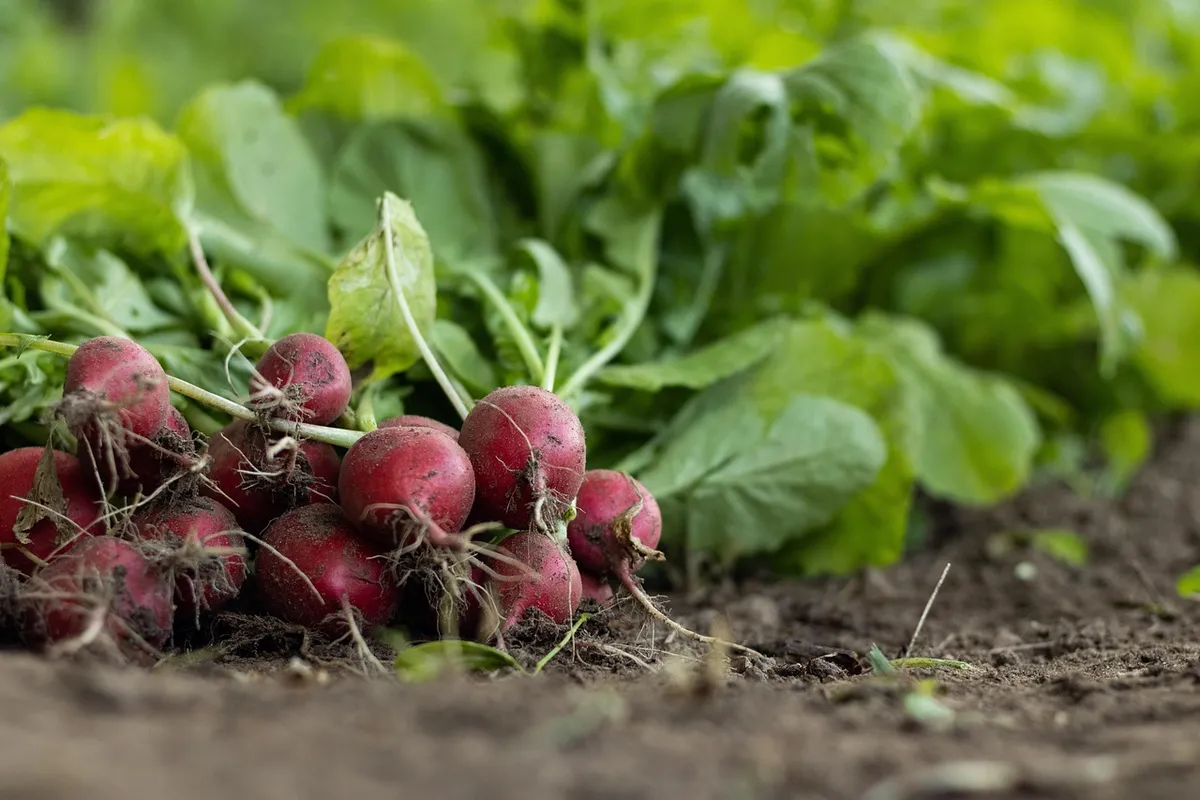 garden radish, vegetables, food, root crop, harvest, fresh, healthy, nutrition, organic, produce, agriculture, cultivated, vegetables, food, agriculture, agricu