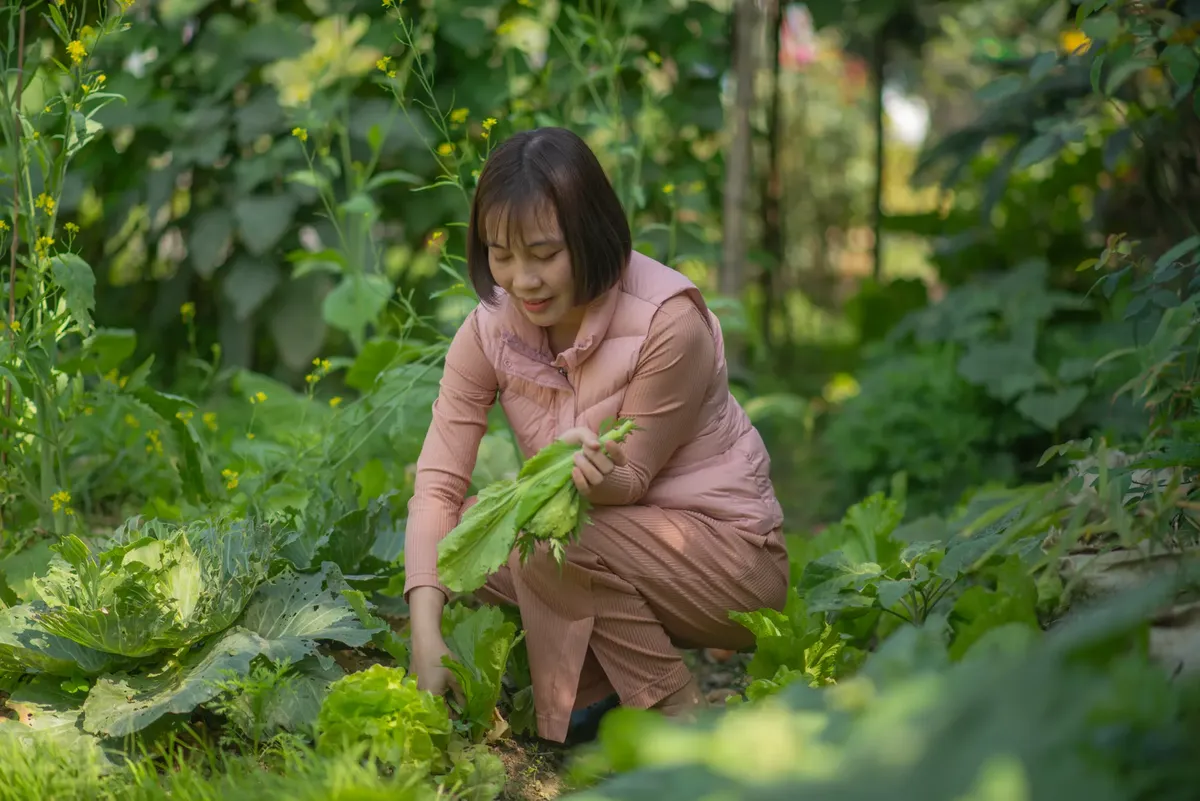 Asian woman harvesting lettuce in a lush green garden, crouching and smiling.
