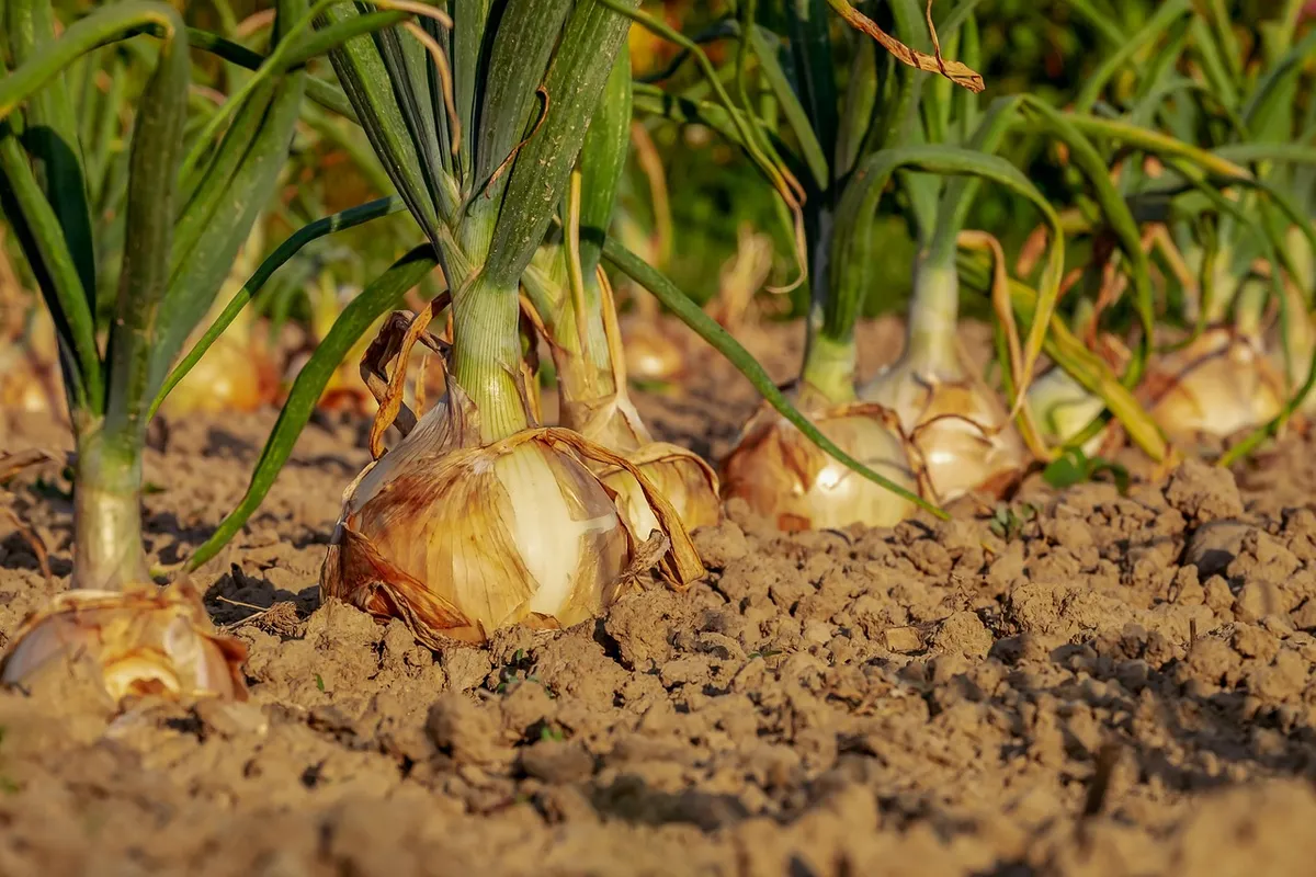 onion, fields, field, onion field, leek, vegetable garden, row, cultivation, agricultural, harvest time, floor, earth, onion, onion, onion, onion, onion, vegeta