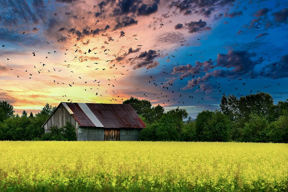 barn, farm, field, homestead, farmstead, landscape, nature, rural, birds, fauna, quebec, canada, barn, barn, barn, homestead, homestead, homestead, homestead, h