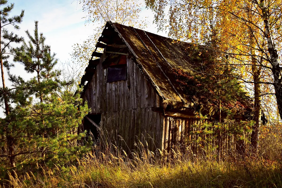 abandoned barn, forest, farm, barn, homestead, woods, farmstead, nature