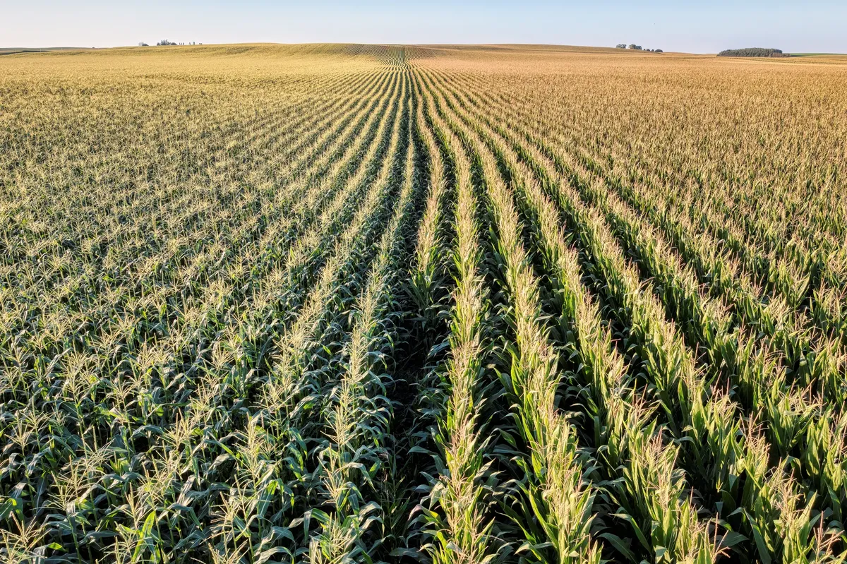 Aerial view of a lush cornfield in Elgin, MN, showcasing agricultural prowess.