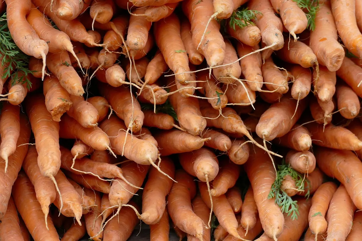 root, carrot, vegetable, food, agriculture, agricultural
