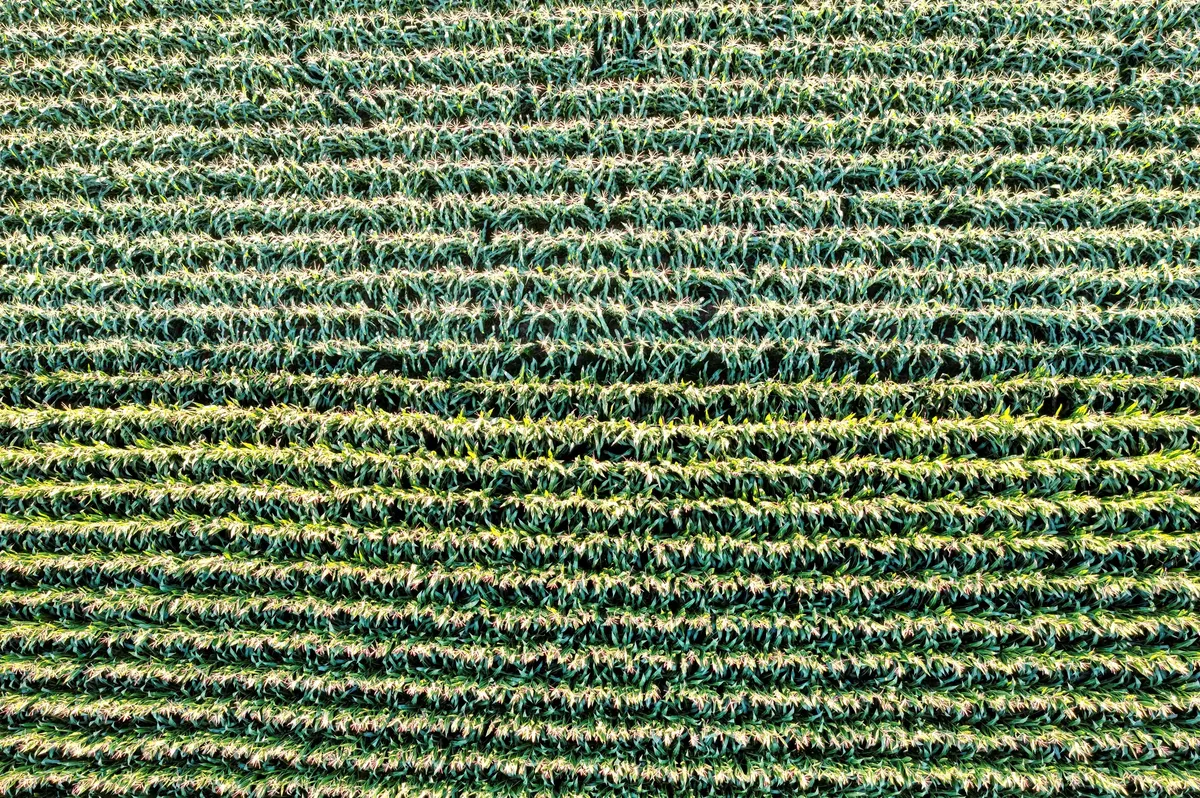 Lush green cornfield captured from above in Elgin, MN, showcasing agricultural patterns.