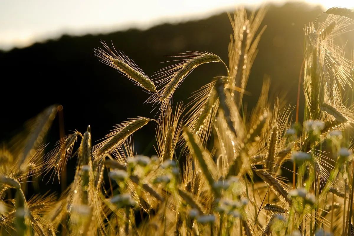 rye, spike, grain, rye field, field, crop, food, nourishment, agriculture, lighting mood, evening light, backlighting, crop, crop, crop, crop, crop