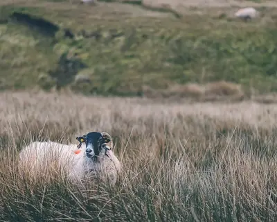 Wie groß ist der Anteil der Landwirtschaft an der Fläche?