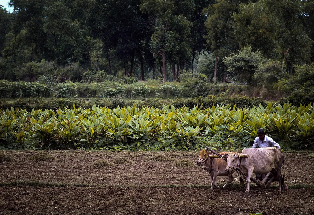 agriculture, cultivation, farming, field, rural, landscape, countryside, morning, nature, harvest, farmland, village, animals, cow, cattle, bull, mammal, calf,