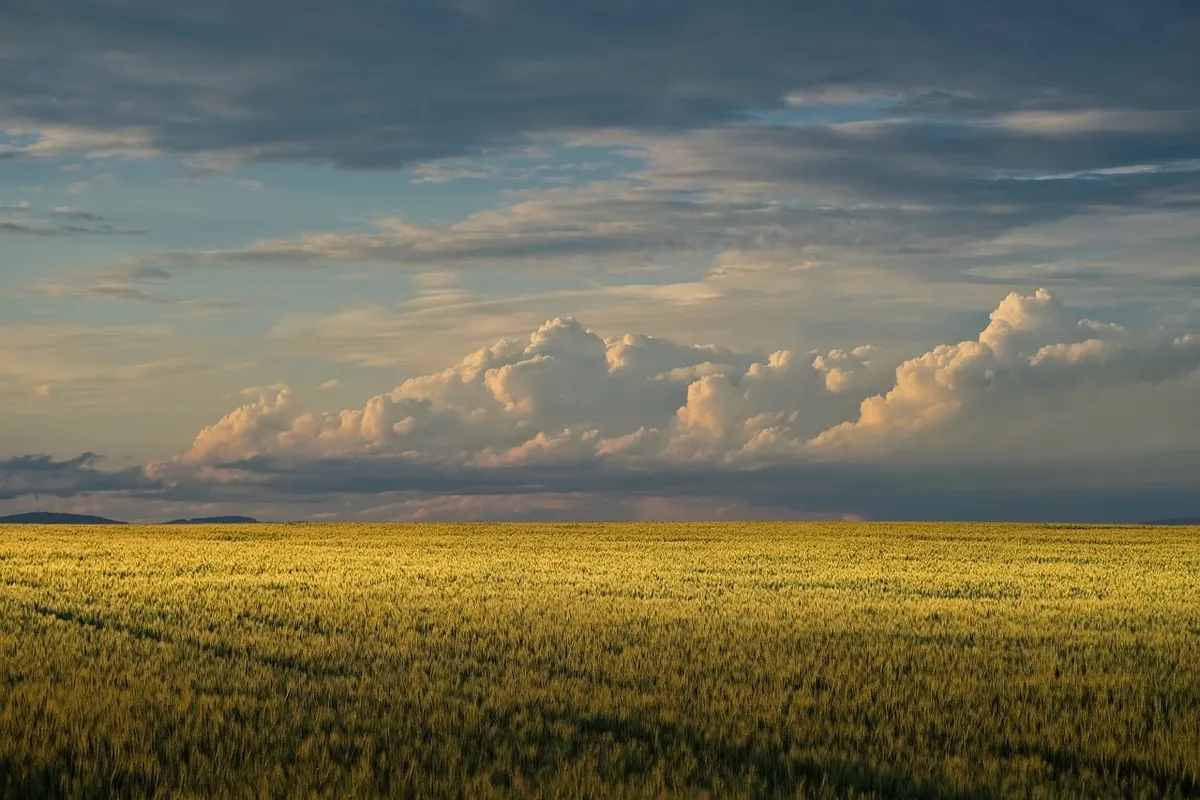 wheat field, dramatic sky, clouds, black, nature, summer, agriculture, horizon, rural landscape, sky, evening, cultivation, red, dazzling light, mountainous lan