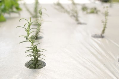 Kompost bis Perlit: Die Bausteine der perfekten Indoor-Erde