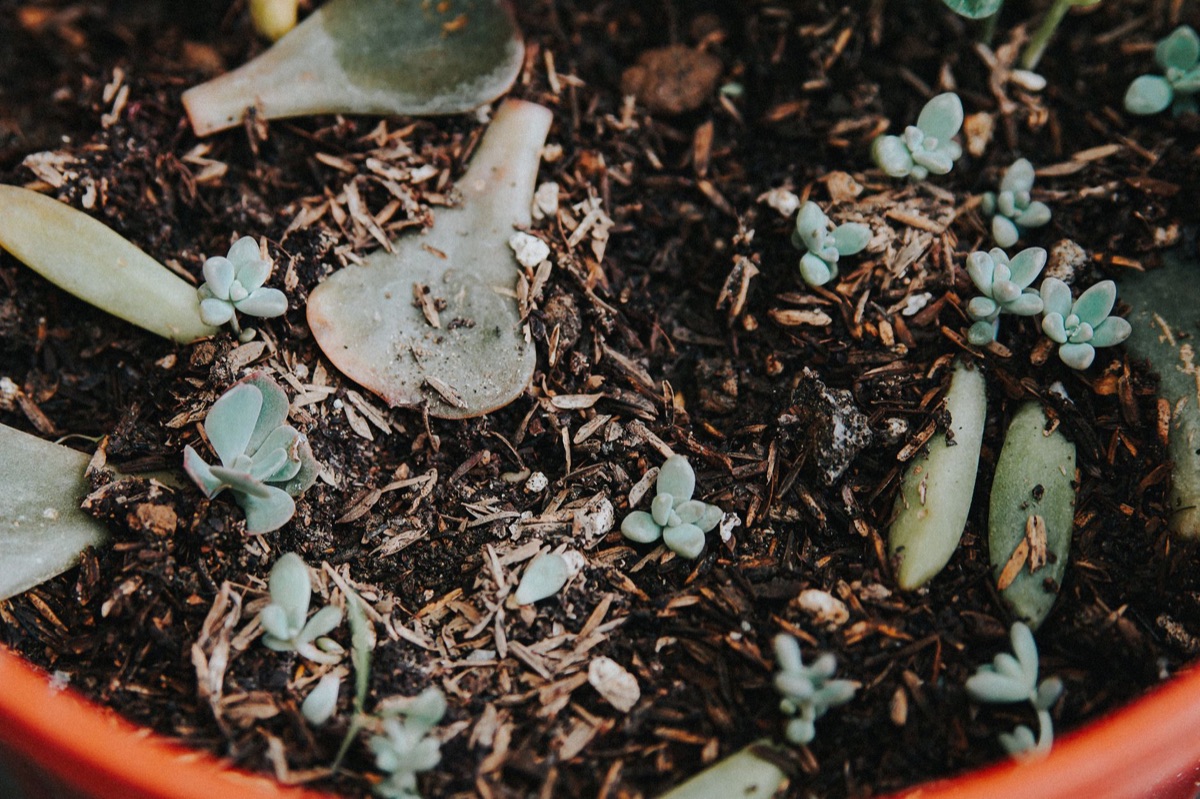Textur des Bodens in einem indoor-Gartenbecken