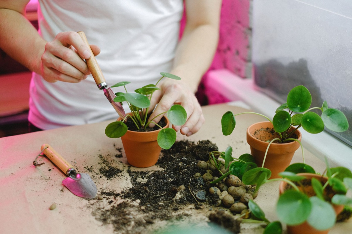 Texto: Nível de pH do solo em cultivo indoor