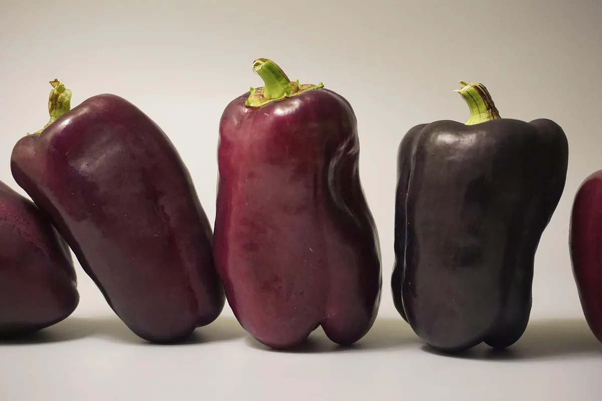 vegetables, nature, food, health, healthy, squash, vegetables, nature, food, food, food, food, food, health, healthy, healthy