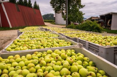 Hojas verdes: 0°C, la mejor guía para su conservación en casa